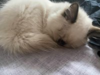 Birman cinsi 8 9 aylık kedimiz