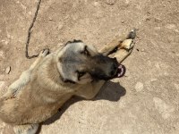 Kangal kırması çevre kontrolü çok iyi