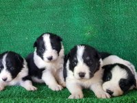 Zeki Sağlıklı ve Irk garantili Border Collie Yavruları