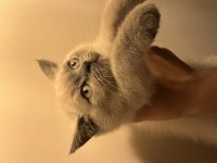 ACİL Son iki bebek british shorthair