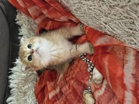 Golden scottish fold erkek bebekler