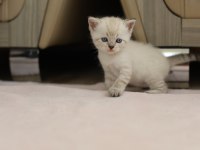 British shorthair ile longhair yavrusu
