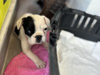 50 günlük yavru ped tuvalet eğitimli french bulldog