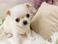 Apple Head Mini Chihuahua Beyaz