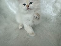 ŞAMPİYON KAN HATTINDAN BRITISH LONGHAIR BY1133 ERKEK