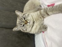 Ücretsiz british shorthair 2 yaşında