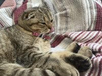 Kırık kulak scottish fold kızımıza yuva