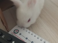 Minik tavşan sahiplendirilecektir