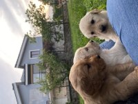 Kür burun bebekler golden retriever