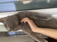 Erkek british shorthair orjinal ırk