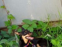 7 aylık dişi pinscher