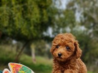 Şecereli Dişi ve Erkek Toy Poodle Yavrularımız