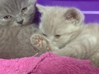 British shorthair yavrularımız yeni ailelerini arıyor