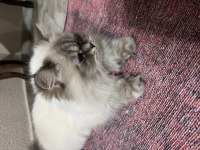 British longhair kedimize yeni yuva arıyoruz