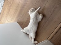British shorthair aşılar tamam