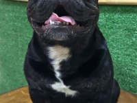 Kaliteli tieger dişi yavru french bulldog