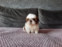 Shih tzu yavrular