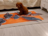 Erkek Poodle Ankara 2 Aylık