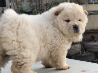 AYI SURAT CHOW CHOW ÇİN ASLANI