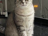 British shorthair Acil yuva arıyoruz