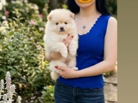 Pomeranian Erkek Prensimiz