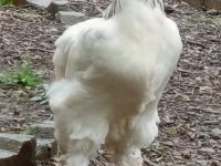 BRAHMA HOROZLARI