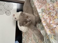 British shorthair bebeklerimize yuva arıyoruz