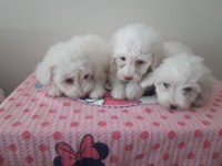 Maltese terrier bebekler