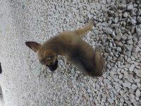 SATILIK ALMAN KURT YAVRULARI