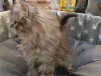 Yavru british longhair