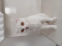 Ücretsiz sahiplendirilecek beyaz scottish fold