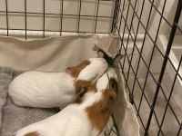 guinea pigs