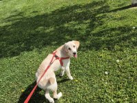 Dişi Golden Retriever 7 Aylık