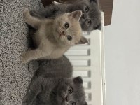British Shorthair Blue