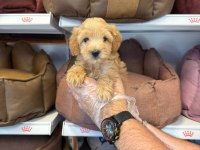 BİRBİRİNDEN GÜZEL MALTİPOO BEBEKLER
