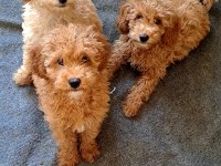 Minyatür poodle yavrular