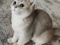 Safkan British Shorthair