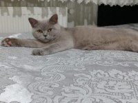 Ücretsiz sahiplendirme british shorthair