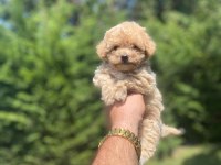 KALİTELİ MALTİPOO YAVRUMUZ