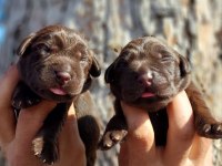 Çkolata Labrador