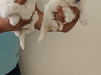 0 numara maltese terrier yavrularımız