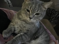 British shorthair kedimiz gayet sağlıklı