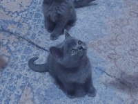 1 DİŞİ VE 1 ERKEK SON KALAN KEDİLER HAZIRLAR