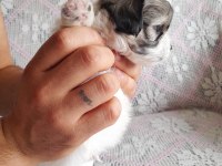 SÜTTEN KESİLMEYE HAZIR MALTİPOO YAVRULAR