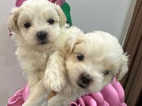Maltipoo yavrum 55 günlük