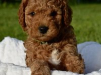 POODLE BEBEKLER