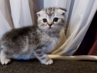 Anne Altından Silver Scottish Fold Yavrumuz