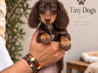 Miniature Dachshund (Sosis Köpek) Özel Renk Yavrular