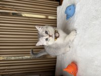 BRİTİSH SHORTHAİR KEDİSİ