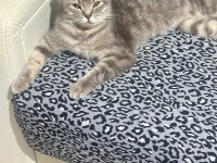Scottish Fold 7 Aylık Dişi